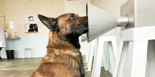 caes-a-servico-da-saude-humana:-projeto-apoiado-pela-royal-canin-auxilia-na-deteccao-do-cancer-de-mama